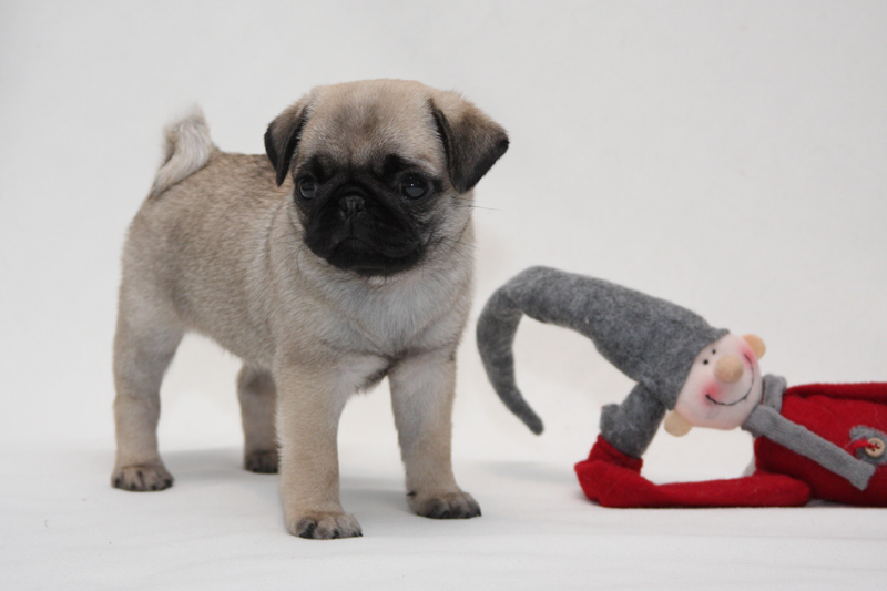 Yumen ja joulutontun ensikohtaaminen, joulukuussa 2012